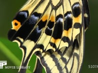 アゲハチョウ　羽化１６ 後翅紋様　鱗粉