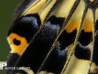 アゲハチョウ　羽化１８ 後翅紋様　鱗粉