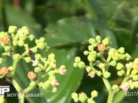 キアシナガバチ ヤブカラシ訪花吸蜜