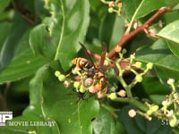 キアシナガバチ ヤブカラシ訪花吸蜜