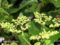 コアシナガバチ ヤブカラシ訪花吸蜜