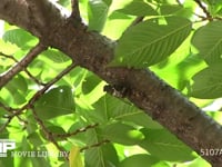 ミンミンゼミ　休む 鳴いているのは他の個体　ミンミンゼミが鳴くときは腹部を動かす