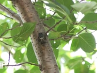 ミンミンゼミ　休む 鳴いているのは他の個体　ミンミンゼミが鳴くときは腹部を動かす