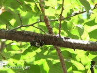 ミンミンゼミ　鳴く 鳴き終えると飛び去る