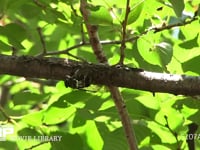 ミンミンゼミ　鳴く 