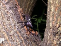 カブトムシ 樹液をなめる