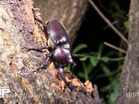 カブトムシ 樹液をなめる