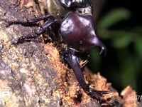 カブトムシ 樹液をなめる