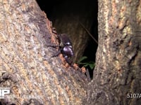 カブトムシ 樹液をなめる