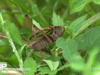 キリギリス　♂　 草むらで鳴く