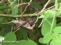 キリギリス♀ キボシカミキリを捕食