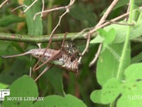 キリギリス♀ キボシカミキリを捕食