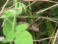 キリギリス♀ キボシカミキリを捕食、獲物を捕まえたまま移動