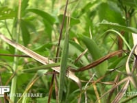 ショウリョウバッタ♀幼虫 草むらで隠れる　保護色　擬態