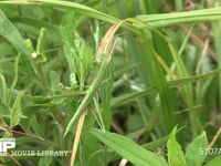 ショウリョウバッタ♀幼虫 草むらで隠れる　保護色　擬態