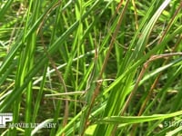 ショウリョウバッタ　♀幼虫 草むらに隠れる 保護色　擬態