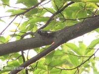 アブラゼミ♂　鳴く 栗の枝　鳴くときは翅を半開きにする