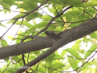 アブラゼミ♂　鳴く 栗の枝　鳴くときは翅を半開きにする