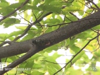 アブラゼミ♂　鳴く 栗の枝　鳴くときは翅を半開きにする