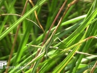ショウリョウバッタ　♀幼虫 草むらに隠れる 保護色　擬態