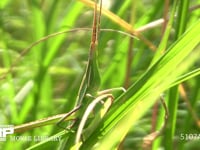 ショウリョウバッタ　♀幼虫 草むらに隠れる 保護色　擬態