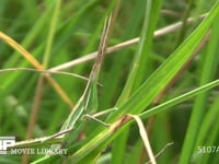 ショウリョウバッタ　♀幼虫 草むらに隠れる 保護色　擬態