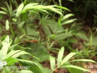 ナツアカネ未熟♀ 林の中で暑さを避け、餌の虫がくるのを待つ