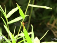 ナツアカネ未熟♀ 林の中で暑さを避け、餌を捕らえに飛びたつが捕らえられずに戻る