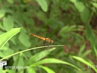 ナツアカネ未熟♀ 林の中で暑さを避け、餌の虫を捕らえに飛びたつ