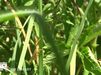 ナキイナゴ♀ 草むらに隠れる