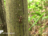 ゴマフカミキリの一種 ナガゴマフカミキリ？　保護色