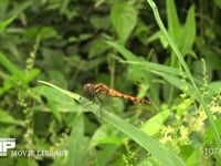 ナツアカネ未熟♀ 林の中で暑さを避け、餌の虫がくるのを待つ