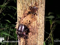 カブトムシ　樹液をなめる２♀ 求愛する♂