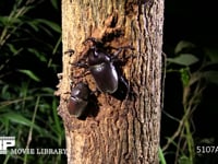 カブトムシ樹液をなめる１♂２♀ 