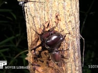 カブトムシ　樹液をなめる２♀ 求愛する♂と樹液に近づくミヤマカミキリ