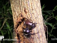 カブトムシ　樹液で求愛する♂と逃げる♀ 