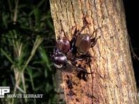 カブトムシ　樹液をなめる２♀ 求愛する♂