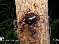 カブトムシ　樹液をなめる２♀とミヤマカミキリ 求愛する♂