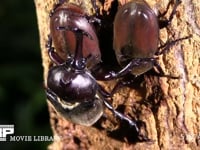 カブトムシ　樹液をなめる２♀ 求愛する♂