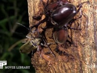 樹液をなめるミヤマカミキリ 求愛するカブトムシ