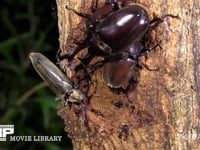 樹液をなめるミヤマカミキリ 求愛するカブトムシ