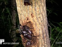 樹液をなめるカブトムシ♀とミヤマカミキリ 求愛する♂と飛び去るノコギリクワガタ