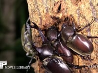 樹液をなめるカブトムシ２♀とミヤマカミキリ 求愛する♂