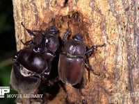 樹液をなめるカブトムシ２♀とミヤマカミキリ 求愛する♂