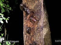 樹液に集まるカブトムシ１♂３♀ 