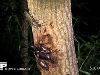 樹液をなめるカブトムシ２♀ 求愛する♂と樹液に近づくミヤマカミキリ