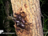 樹液をなめるカブトムシ♀とミヤマカミキリ 求愛する♂と樹液から落とされる♀