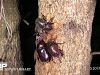 樹液をなめるカブトムシ１♂２♀ オオシマカラスヨトウ樹液を吸う