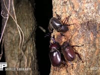 樹液をなめるカブトムシ１♂２♀ オオシマカラスヨトウ樹液を吸う