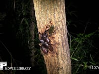 樹液をなめるカブトムシ２♀とミヤマカミキリ 求愛する♂